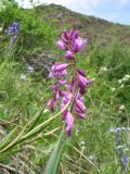 Polygala hybrida. Верхушка побега с соцветием. Казахстан, Жамбылская обл., Жуалынский р-н, запов. \"Аксу-Джабаглы\"; Таласский Алатау, ущ. Коксай, придонная часть, ≈ 2150 м н.у.м. 1 июня 2025 г.