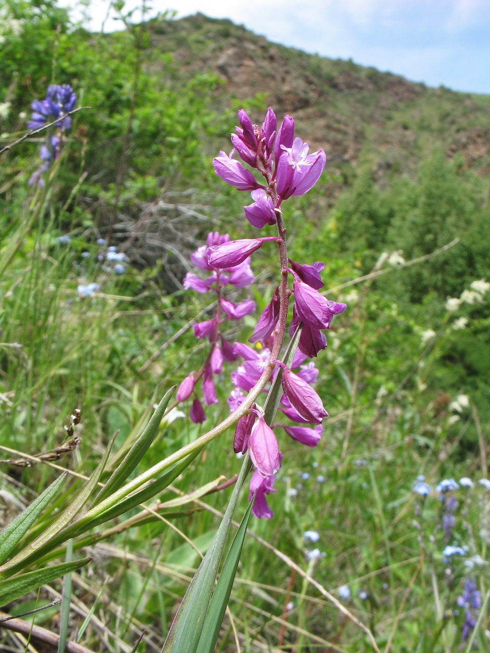 Image of Polygala hybrida specimen.