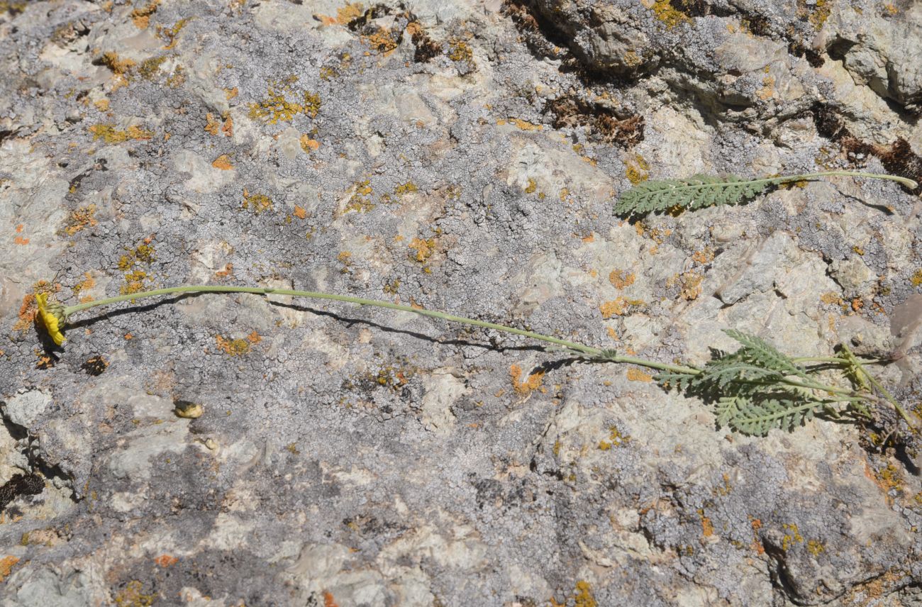 Image of Tanacetum tabrisianum specimen.