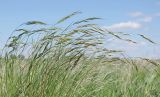 Helictotrichon desertorum. Верхушки бутонизирующих растений. Ульяновская обл., Мелекесский р-н, окр. с. Вишенка, Медвежий овраг, глинистый пригорок. 30.04.2024.