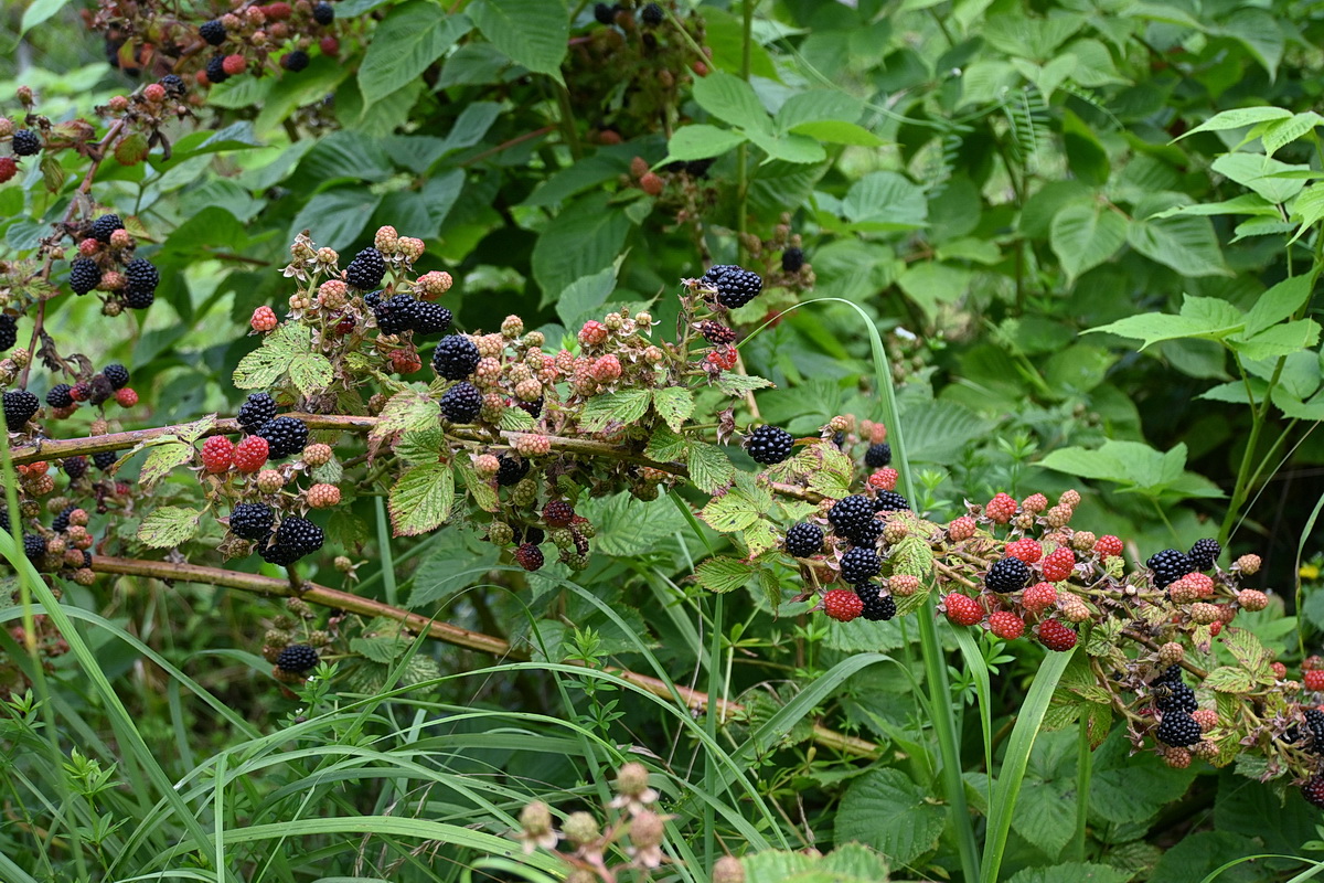 Image of Rubus allegheniensis specimen.