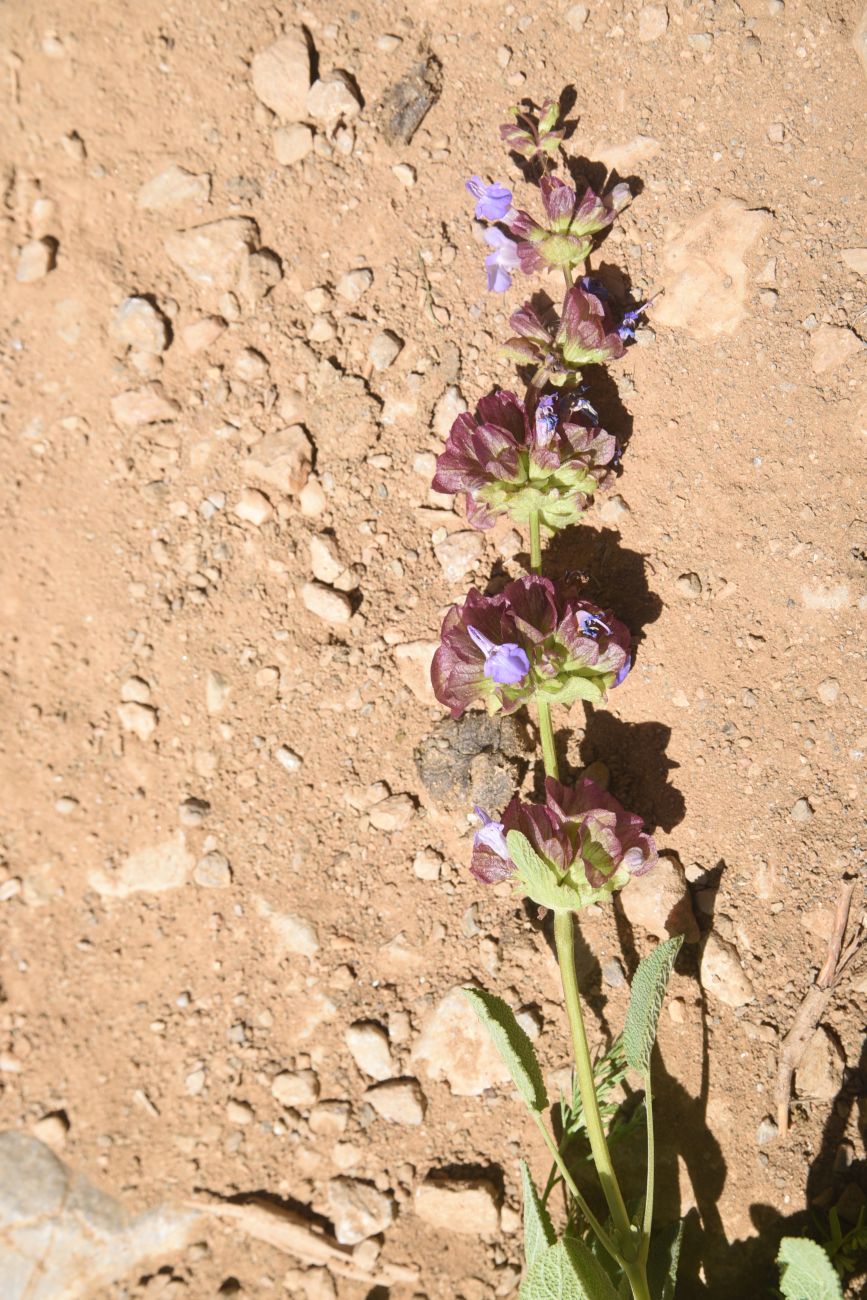 Image of genus Salvia specimen.