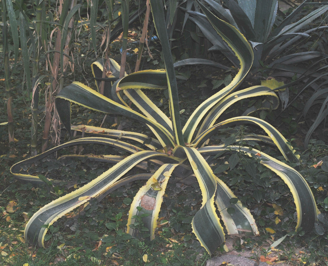 Image of Agave americana var. marginata specimen.
