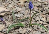 Muscari armeniacum