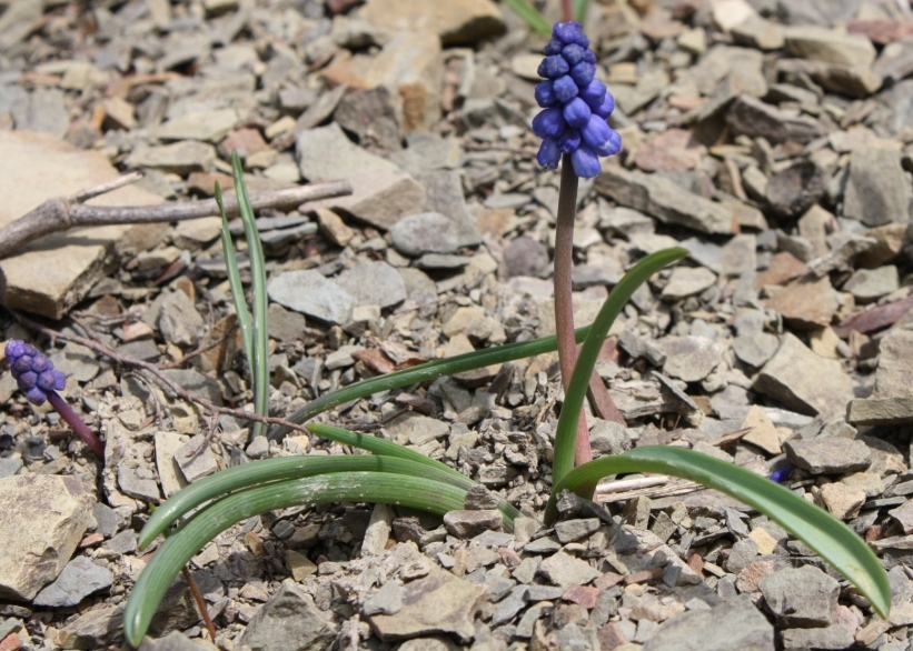 Image of Muscari armeniacum specimen.