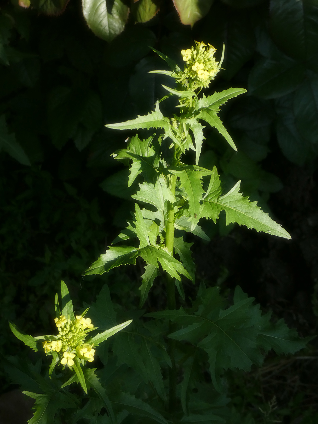 Image of Sisymbrium loeselii specimen.