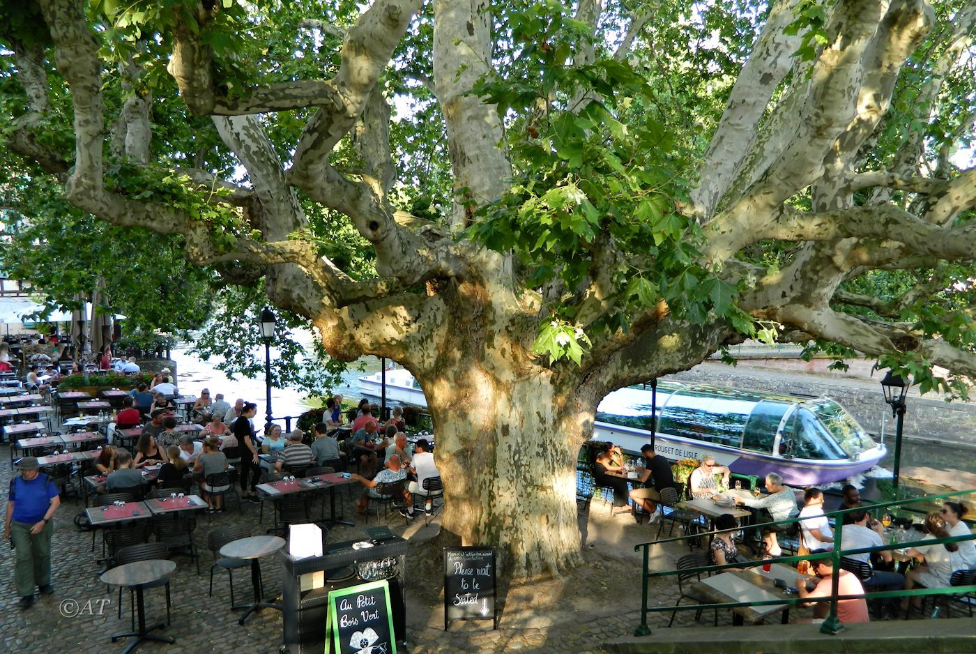 Image of Platanus &times; acerifolia specimen.