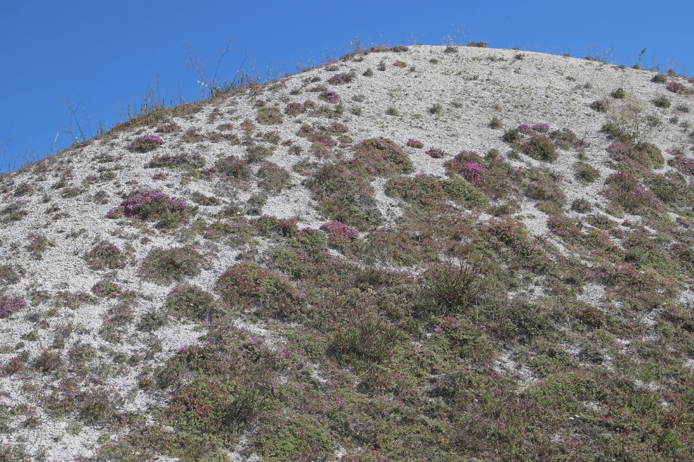 Изображение особи Thymus calcareus.