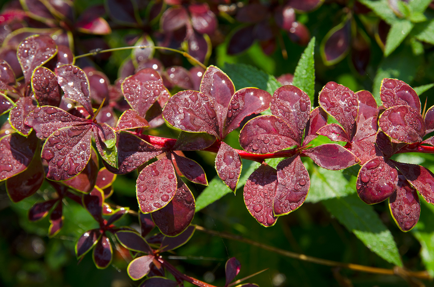 Изображение особи Berberis thunbergii.