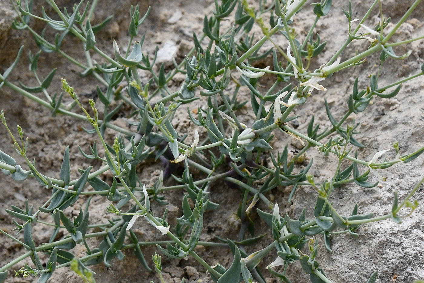 Изображение особи Bolbosaponaria intricata.