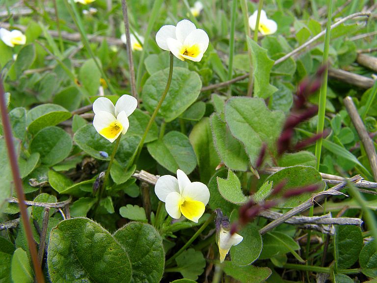 Изображение особи Viola arvensis.