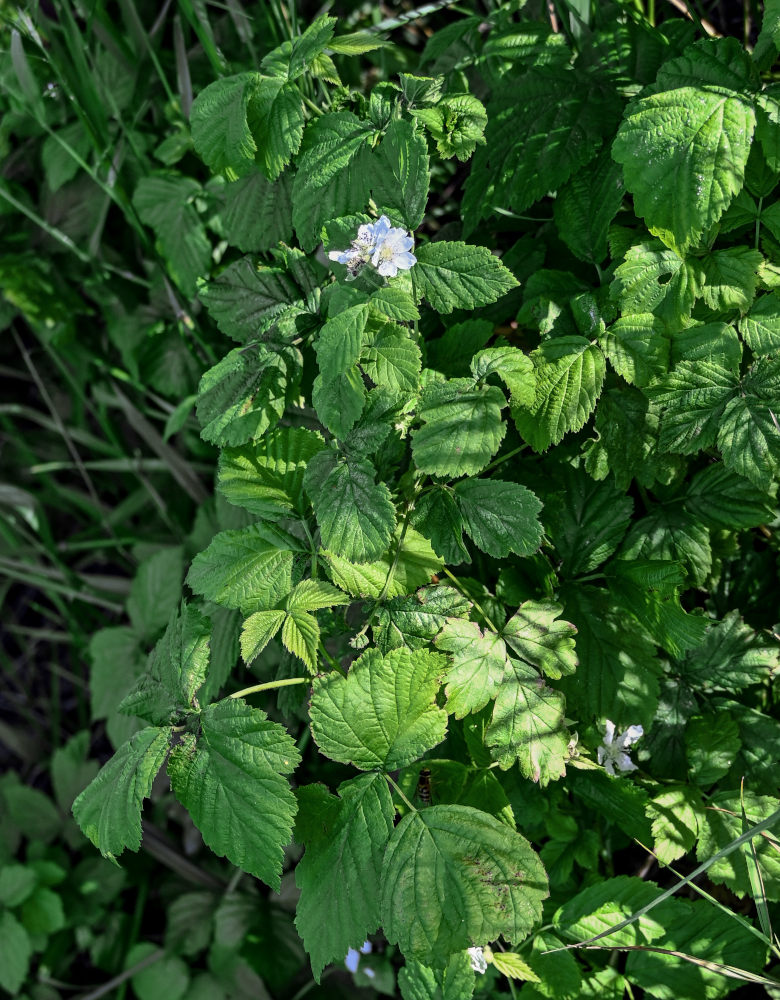 Изображение особи Rubus caesius.