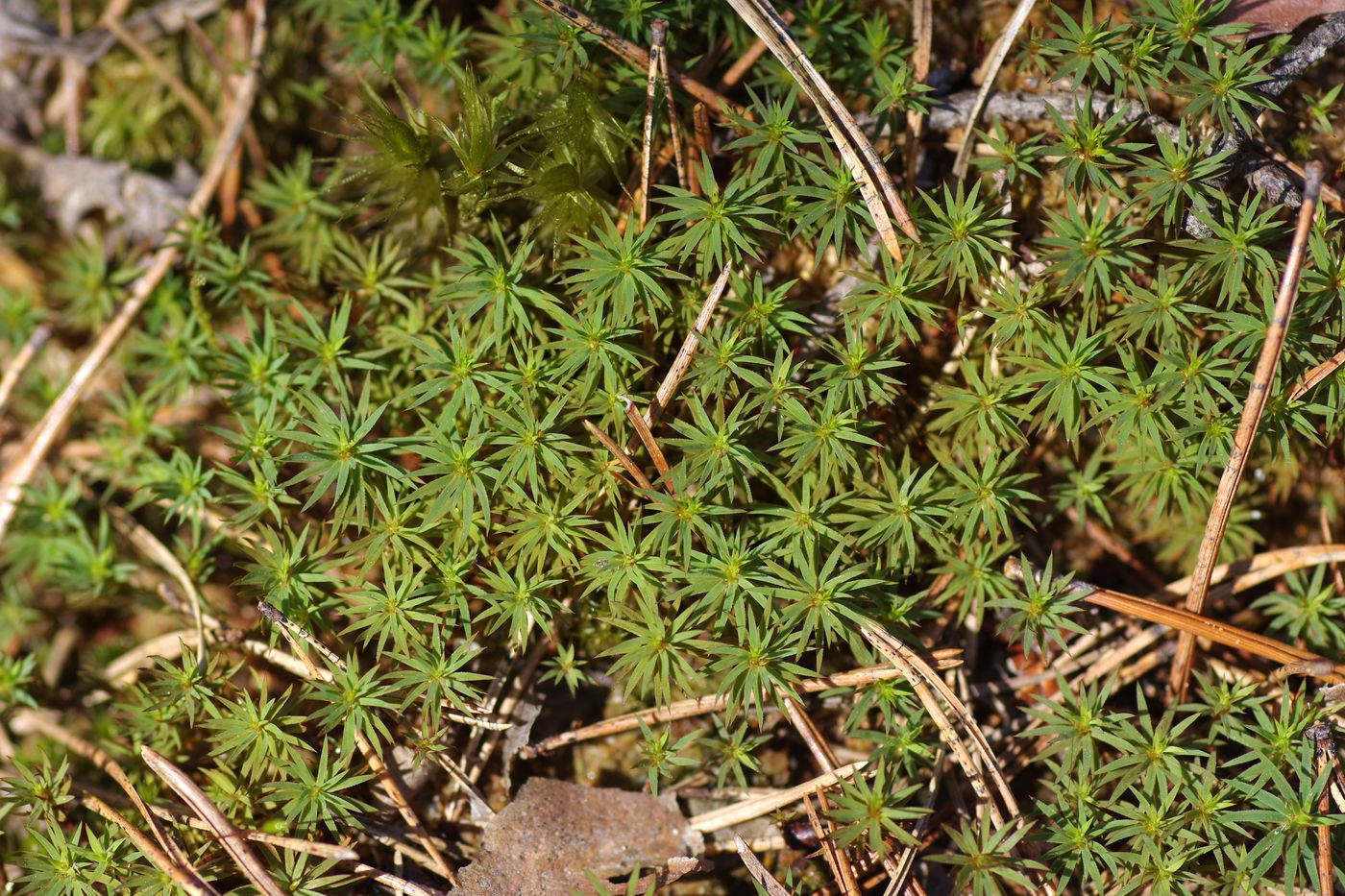 Image of Pogonatum urnigerum specimen.