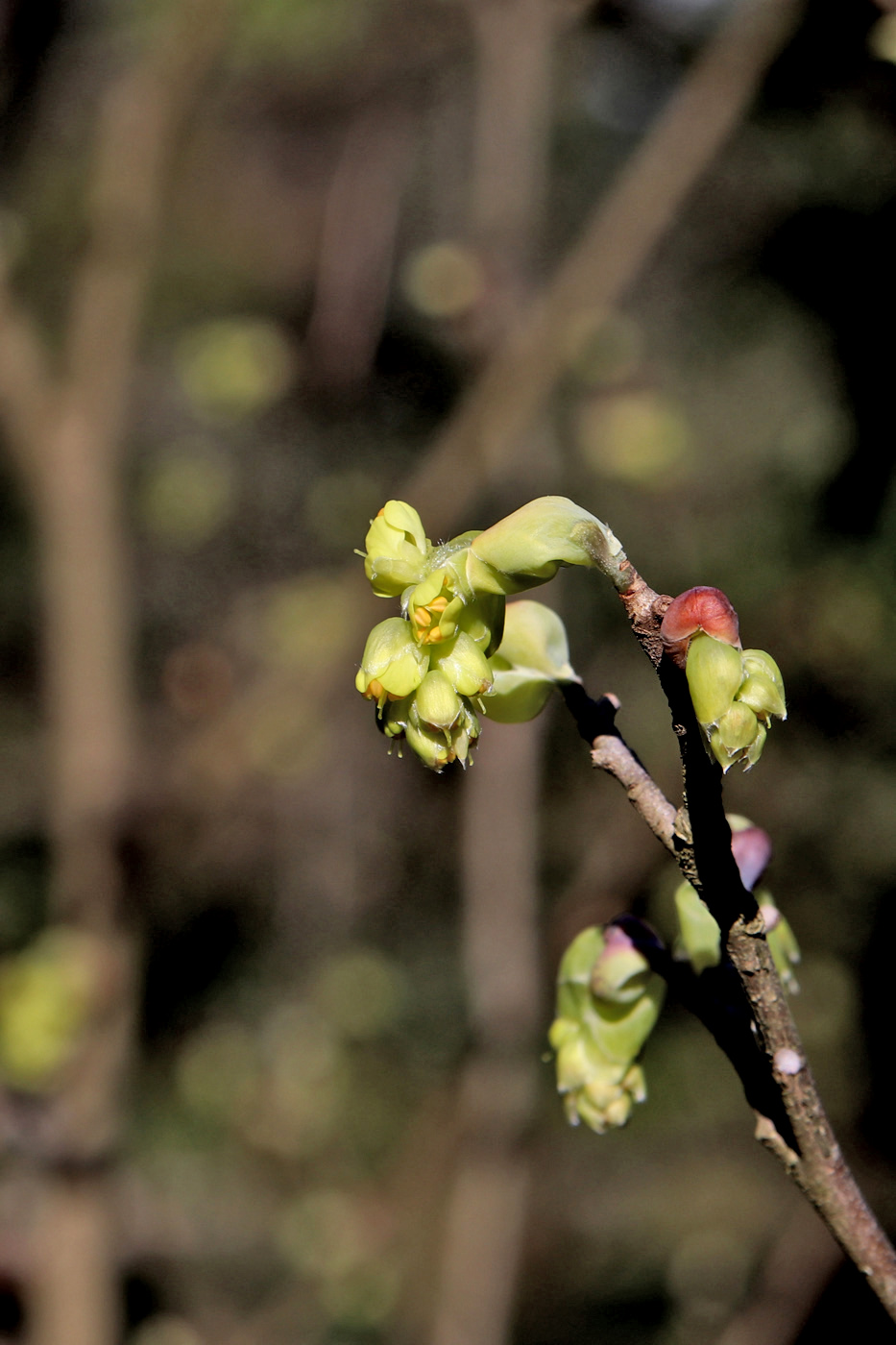 Изображение особи Corylopsis sinensis.
