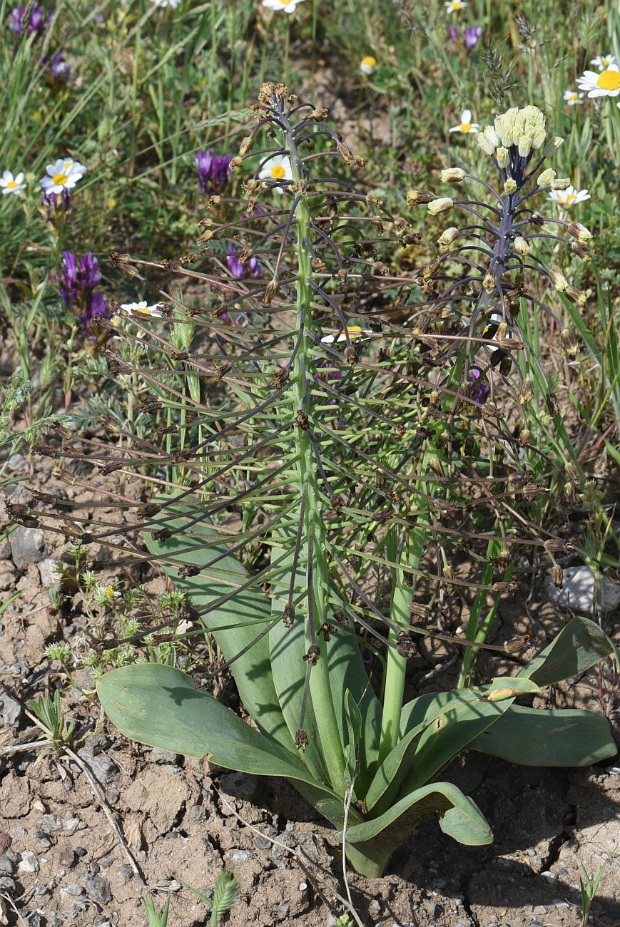 Изображение особи Bellevalia speciosa.