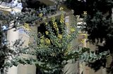 Mahonia × media. Верхушка побега с плодами и цветками. Краснодарский край, г. Сочи, парк \"Дендрарий\". 21 февраля 2026 г.