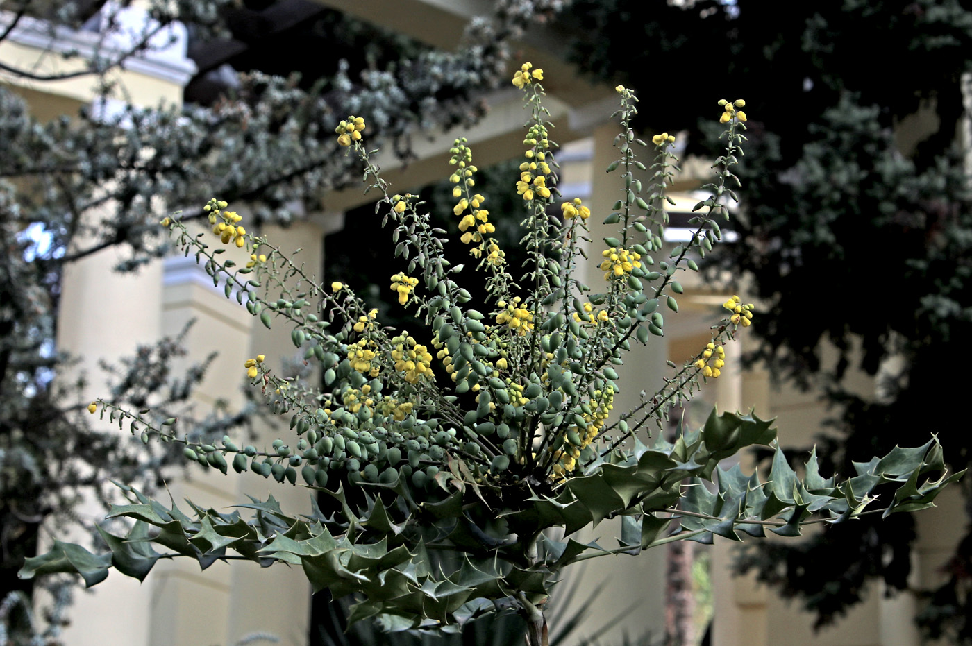 Image of Mahonia × media specimen.