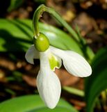 Galanthus elwesii. Цветок. Московская обл., Одинцовский р-н, дер. Бузаево, в культуре. Март 2026 г.