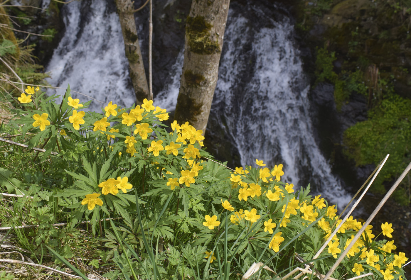 Image of Anemone ranunculoides specimen.