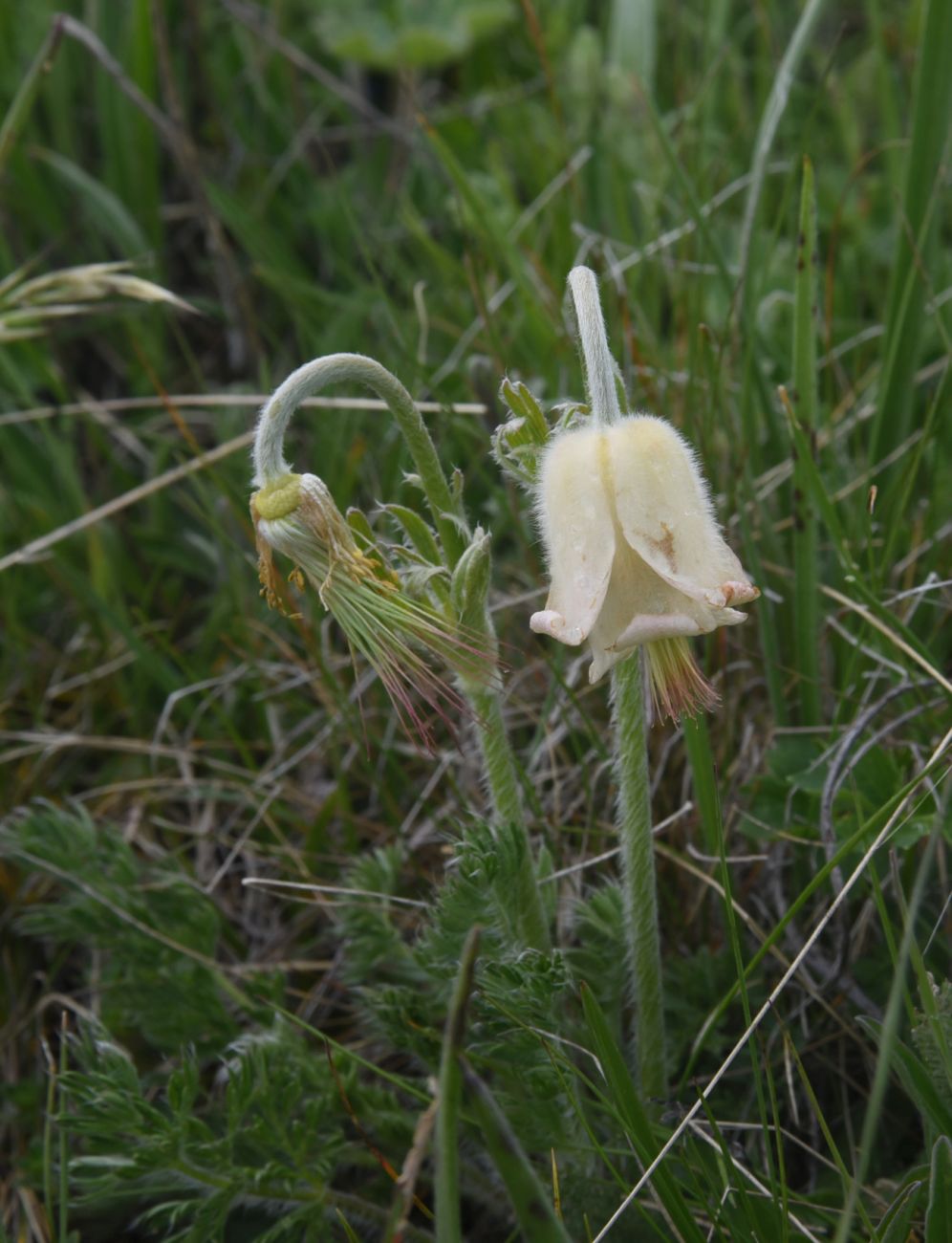 Изображение особи Pulsatilla albana.