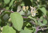 Lonicera xylosteum. Часть веточки с соцветиями с цветками и бутонами. Испания, Каталония, пров. Барселона, комарка Осона, муниципалитет Виланова-де-Сау, водохранилище Сау, залесенный склон сев. экспозиции, обочина дороги. 14.04.2026.
