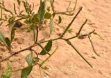 Strigosella stenopetala. Генеративный побег с незрелыми плодами. Астраханская обл., Наримановский р-н, окр. с. Николаевка, низкий берег солёного ильменя. 17.05.2026.