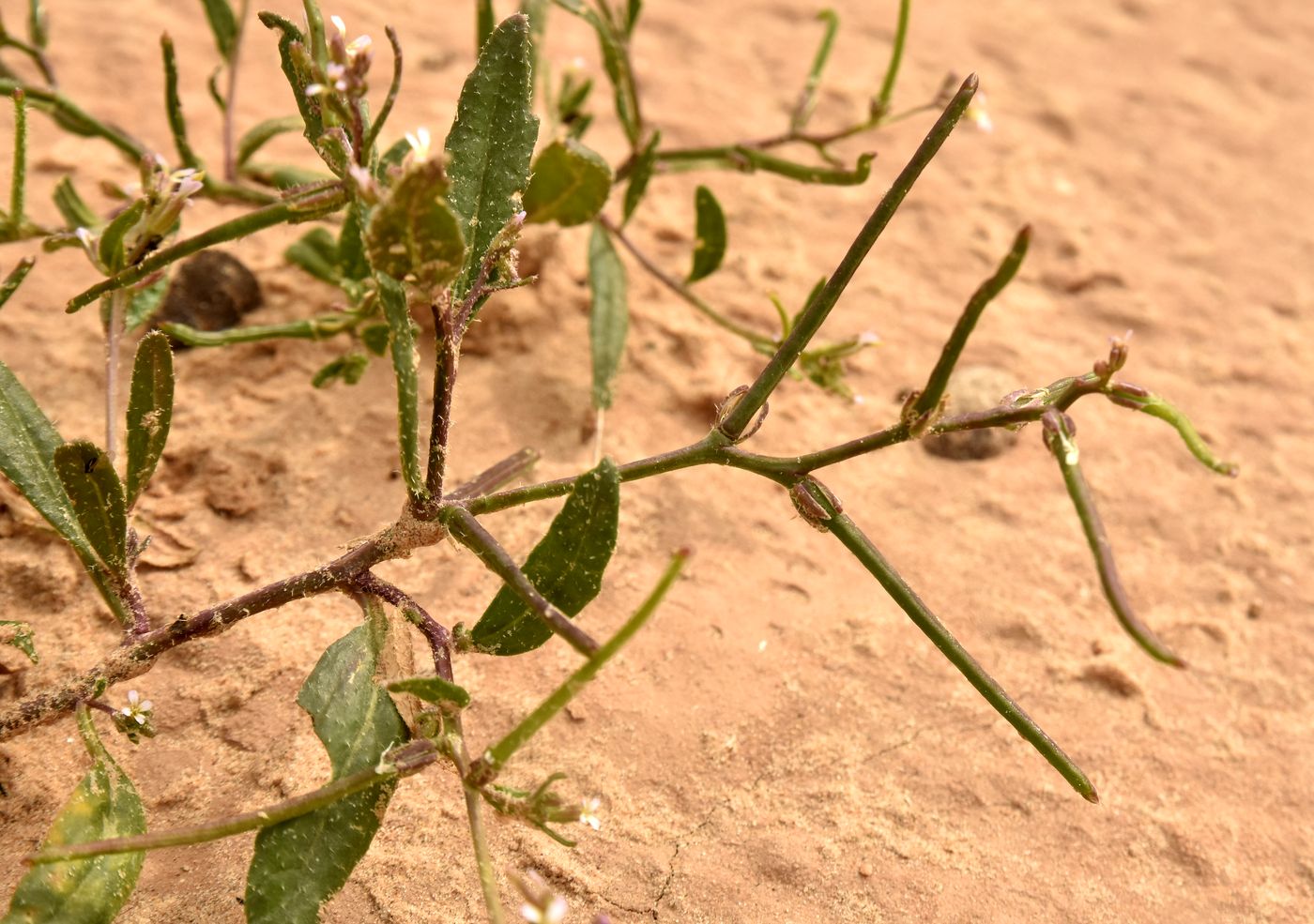Image of Strigosella stenopetala specimen.