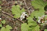 genus Rubus