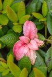 Смотреть изображение Rhododendron aureum