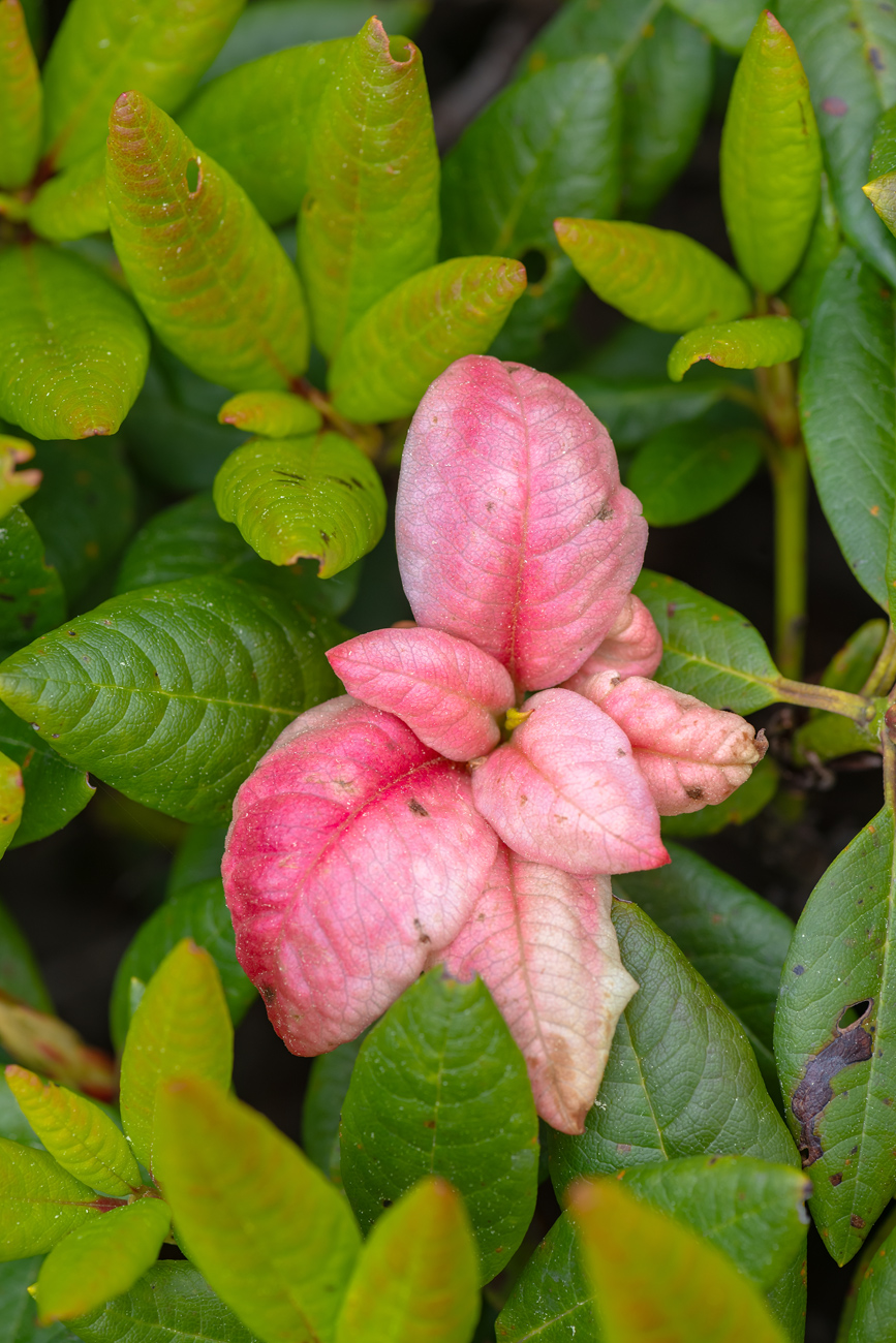 Изображение особи Rhododendron aureum.