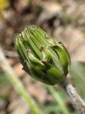 Taraxacum multisectum. Бутон. Хабаровский край, г. Комсомольск-на-Амуре, обочина дороги. 22.05.2026.