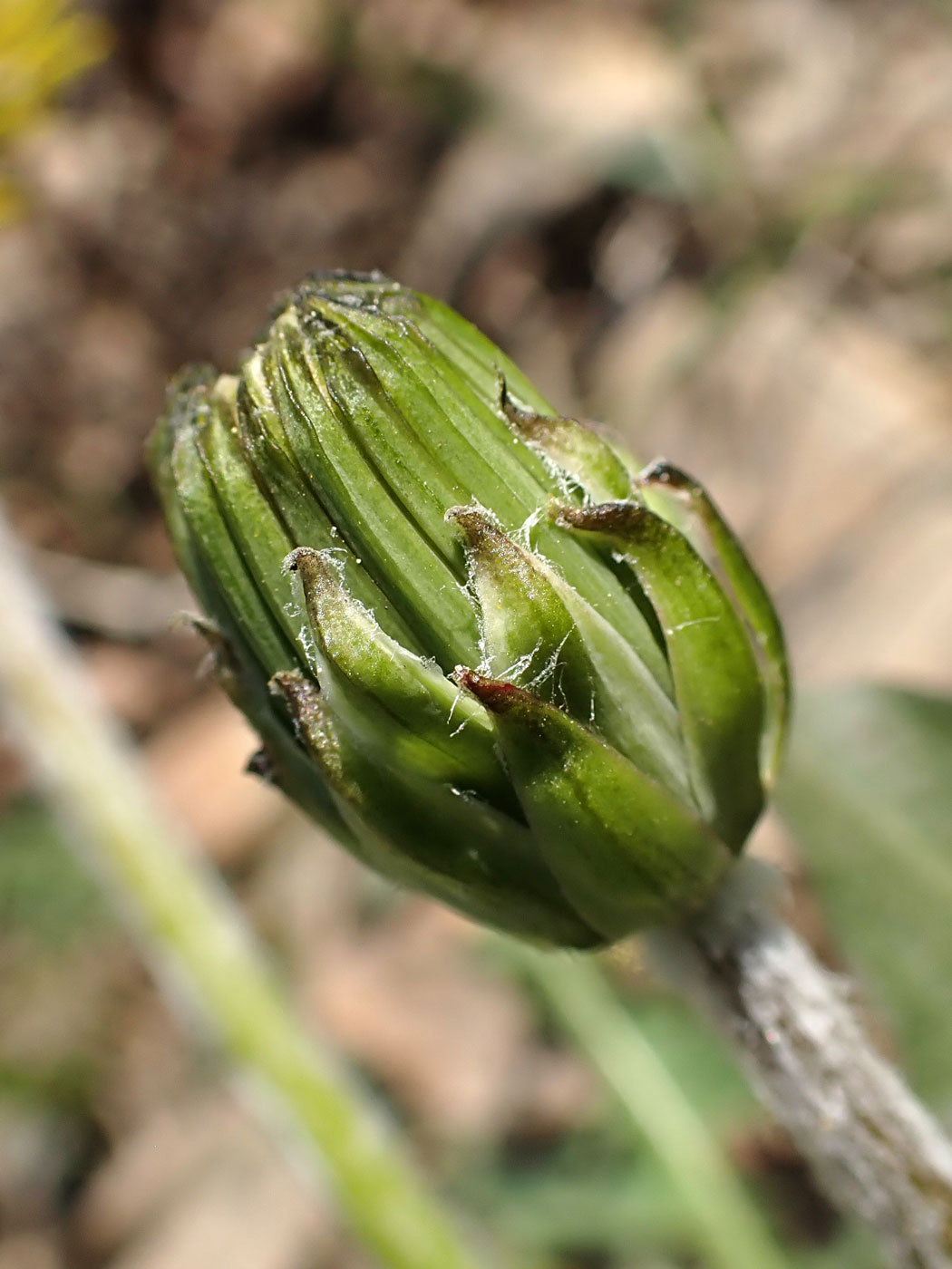 Image of Taraxacum multisectum specimen.