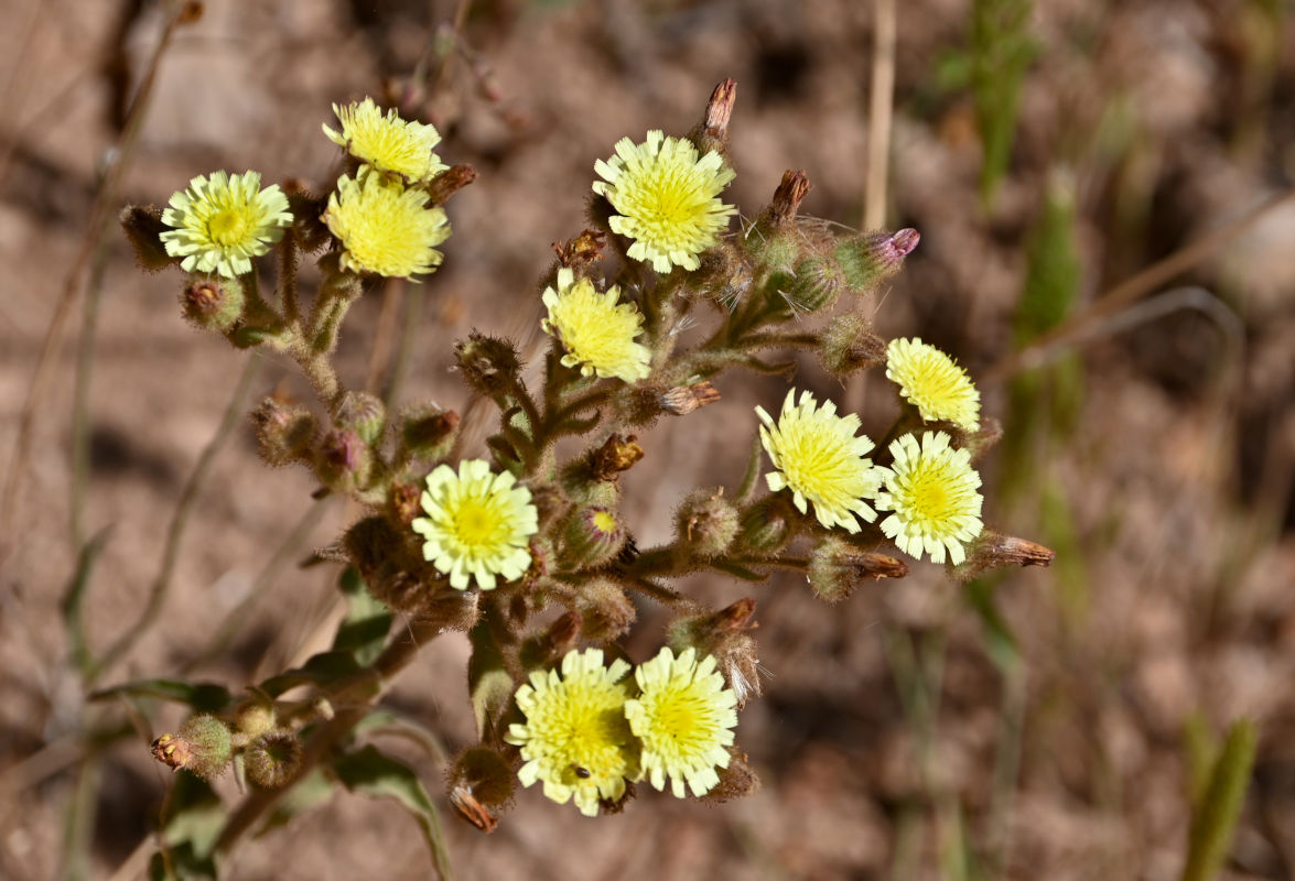Image of Andryala integrifolia specimen.