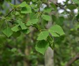 Populus tremula. Веточка с повреждёнными листьями. Грузия, край Самцхе-Джавахети, Ахалцихский муниципалитет, левый борт р. Цинубанисцкали, 1,8 км выше по течению от горячего источника Цинубани, гребень небольшого отрога, лес. 9 июня 2026 г.
