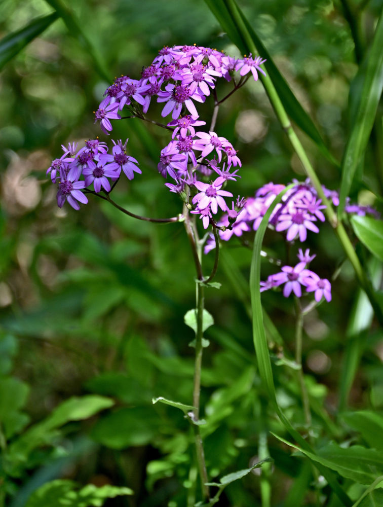 Изображение особи Pericallis aurita.
