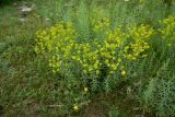 genus Euphorbia