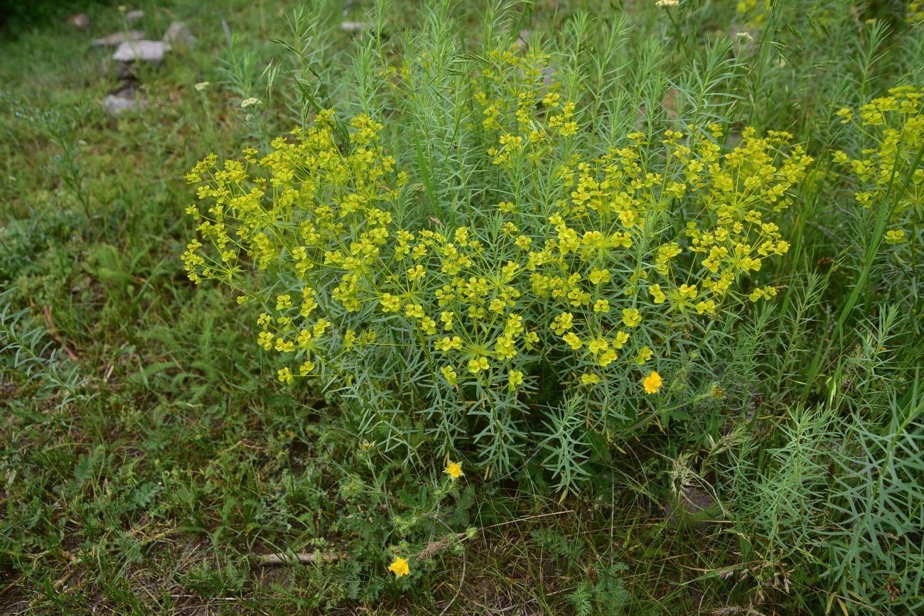 Image of genus Euphorbia specimen.