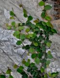 Смотреть изображение Ficus pumila