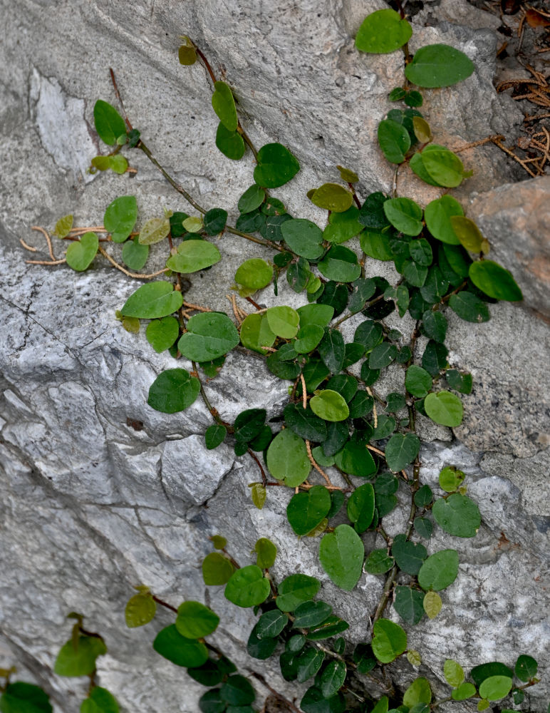 Image of Ficus pumila specimen.