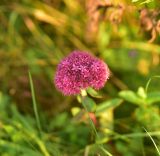 Hylotelephium triphyllum. Соцветие. Смоленская обл., Вяземский р-н, окр. дер. Савино, луг. 21 августа 2026 г.