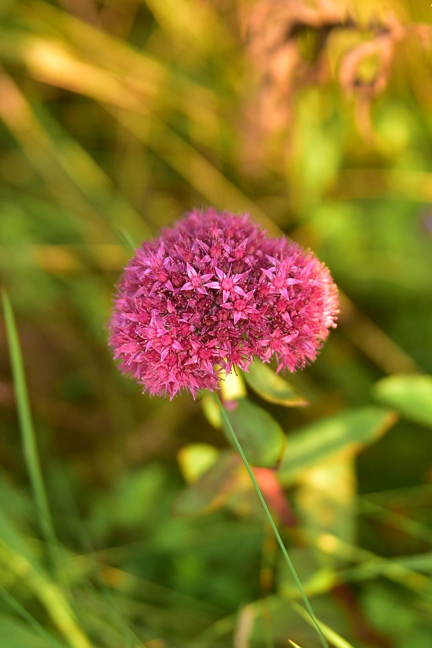Изображение особи Hylotelephium triphyllum.
