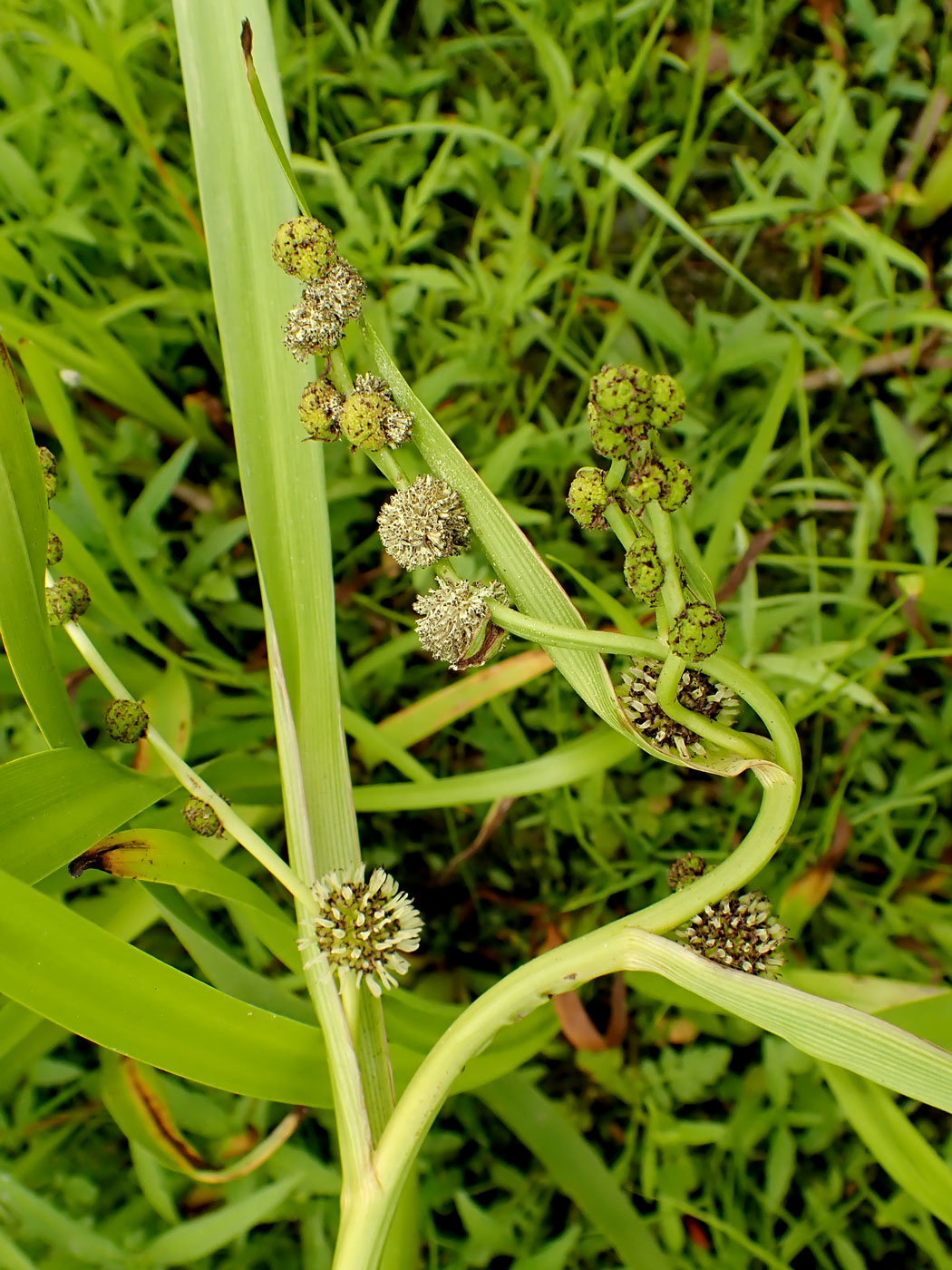 Изображение особи Sparganium emersum.