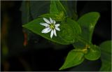Stellaria nemorum. Цветок с формирующимся плодом. Московская обл., Раменский р-н, окр. дер. Хрипань, садовый участок. 08.09.2026.