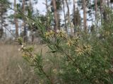 Salix rosmarinifolia. Ветви с соплодиями. ЛНР, Станично-Луганский р-н, окрестн. хут. Макарово, боровая терраса р. Северский Донец, псаммофитная степь. 05.05.2025.