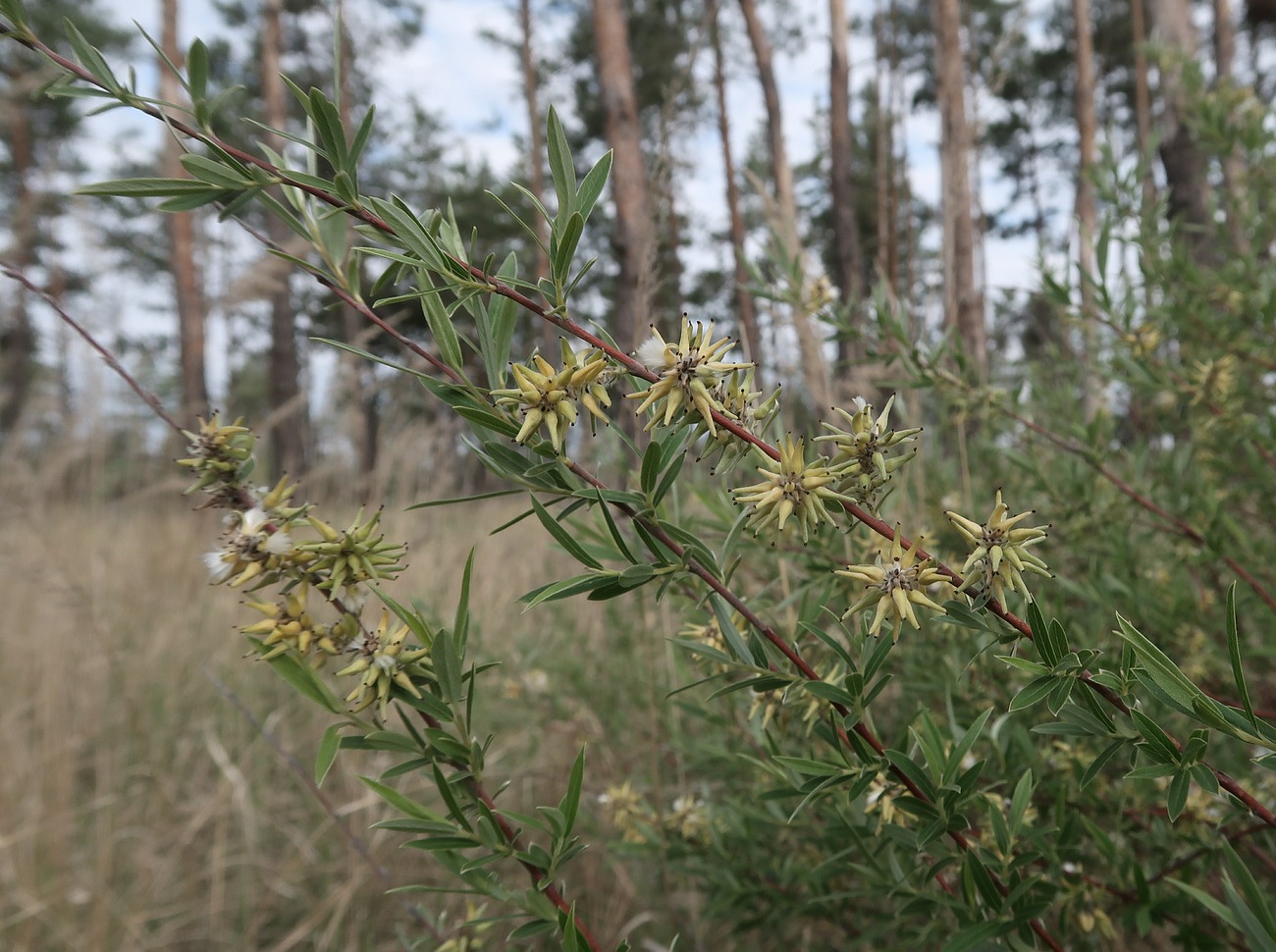 Image of Salix rosmarinifolia specimen.