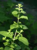 Melissa officinalis. Верхушка растения. Республика Молдова, муниципалитет Кишинёв, г. Кодру, частная усадьба. 8 июня 2026 г.
