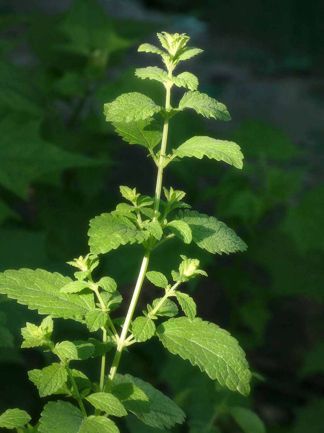 Image of Melissa officinalis specimen.