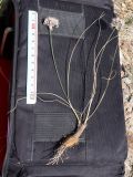 Allium oreodictyum