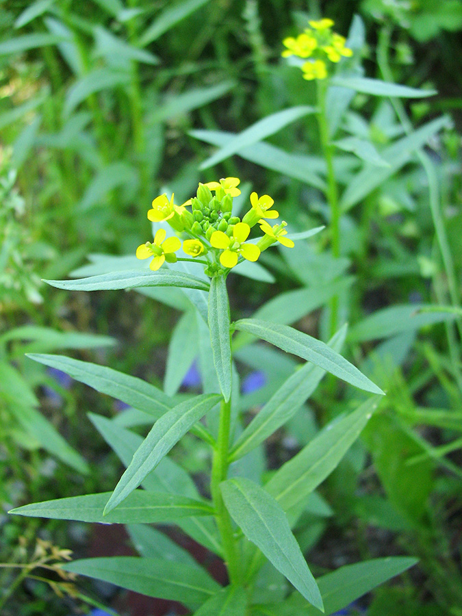 Изображение особи Erysimum cheiranthoides.