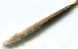 Image of taxon representative. Author is Эльвир Измайлов